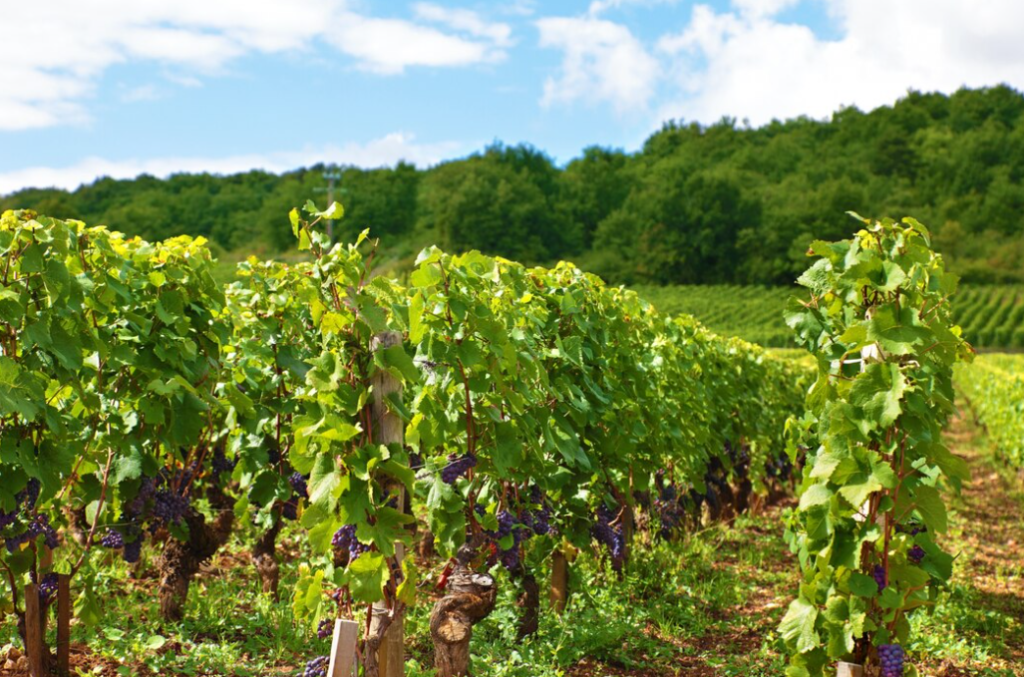 vineyard with grape on it, trees behind on the background, cloudy blue sky above  